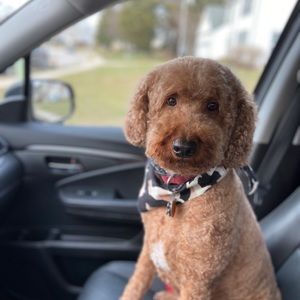 Meet your Posher, Lizz